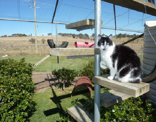 Stalky in cattery