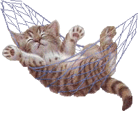 cat swinging in a hammock